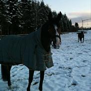 Dansk Varmblod Golden Star Birkely