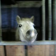 Welsh Pony (sec B) Rouzita