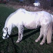 Welsh Pony (sec B) Rouzita