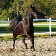 Oldenborg † Cavalcanti (Pony)