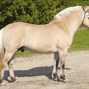 Fjordhest Malik Klattrup