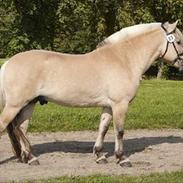 Fjordhest Malik Klattrup