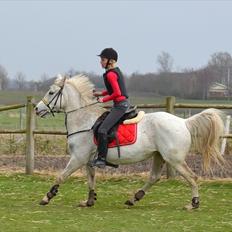 Anden særlig race Beck´s Athene