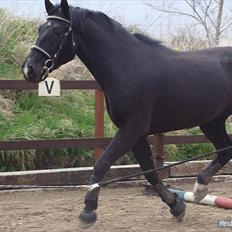 Oldenborg Q-Beec Bennedsgaard