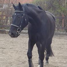 Oldenborg Q-Beec Bennedsgaard