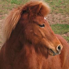 Islænder Embla fra Hessellund 