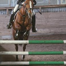 New Forest Escada  <3 himmelhest :’( 