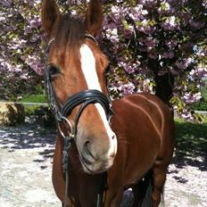 New Forest Escada  <3 himmelhest :’( 