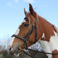 Anden særlig race Olivar - Solgt