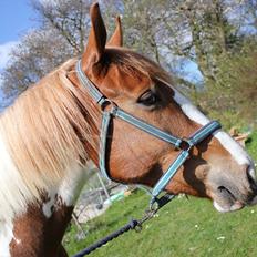 Anden særlig race Olivar - Solgt