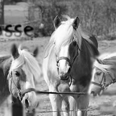 Haflinger bastian [tidl. part] :'(
