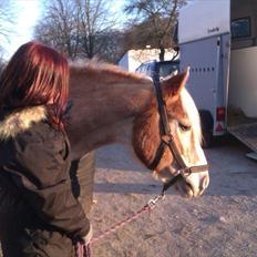 Haflinger bastian [tidl. part] :'(