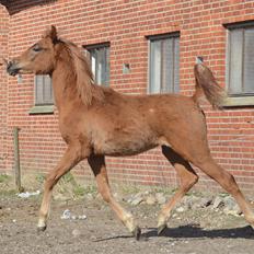 Arabisk fuldblod (OX) KI Gharib