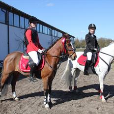 Hollandsk Sportspony Álice