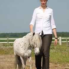 Miniature | NKG Fighter *avls hingst* |