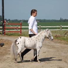 Miniature | NKG Fighter *avls hingst* |