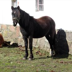 Welsh Mountain (sec A) Piccasso