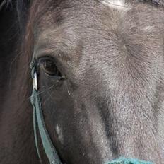 Anden særlig race Vejlgården's Bandit 