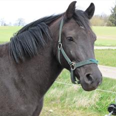 Anden særlig race Vejlgården's Bandit 