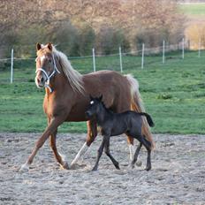 New Forest Romeo´s Miss Díor