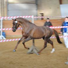 Welsh Partbred (Sec F) Rawa´s Mojito WHF 26
