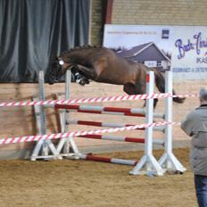 Welsh Partbred (Sec F) Rawa´s Mojito WHF 26