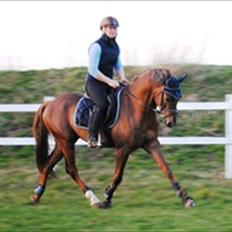 Welsh Partbred (Sec F) Rawa´s Mojito WHF 26