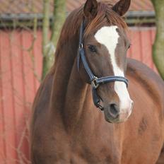 Dansk Varmblod Vestergårdens Donavill