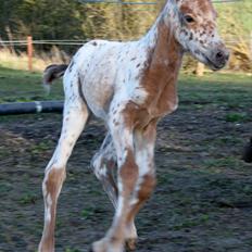 Knabstrupper stald flying´s little pony