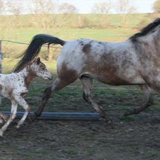 Knabstrupper stald flying´s little pony