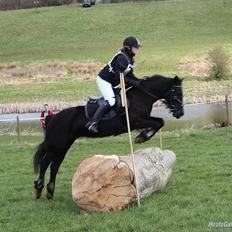 Welsh Cob (sec D) Garnfach Lona (Lonski) **SOLGT **