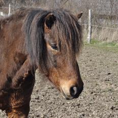 Islænder Óðinn fra lille Nørregård