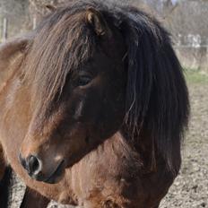 Islænder Óðinn fra lille Nørregård