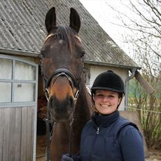 Dansk Varmblod Stald Mejses Cordell