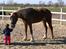 Welsh Cob (sec D) Dahlsminde Covergirl