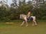 Tinker Oenghus Of Ireland (Rider)