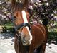 New Forest Escada  <3 himmelhest :’( 