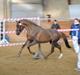 Welsh Partbred (Sec F) Rawa´s Mojito WHF 26