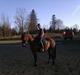 Tysk Sportspony Limbo spirit (gammel part)
