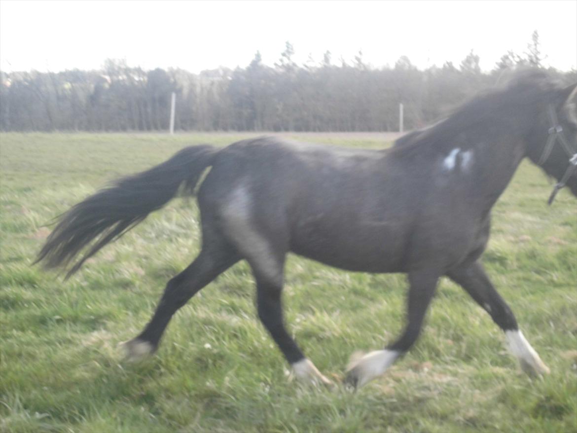 Islænder Bakkebo´s Ronja Røverdatter RIP?? billede 1