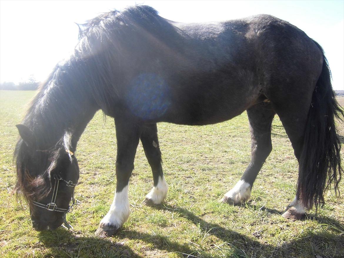 Islænder Bakkebo´s Ronja Røverdatter RIP?? billede 9