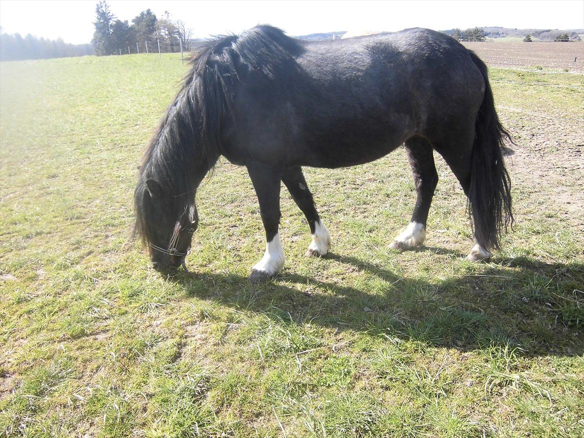 Islænder Bakkebo´s Ronja Røverdatter RIP?? billede 4