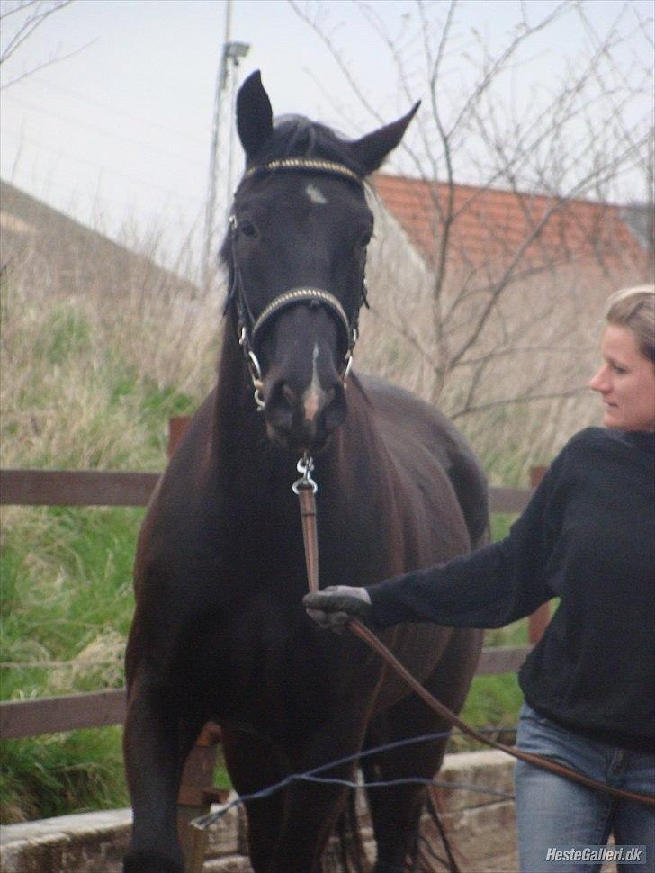 Oldenborg Q-Beec Bennedsgaard billede 5