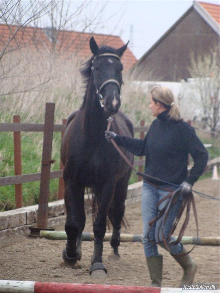 Oldenborg Q-Beec Bennedsgaard billede 6