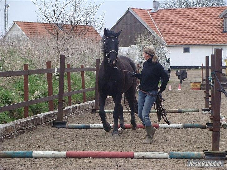 Oldenborg Q-Beec Bennedsgaard billede 9