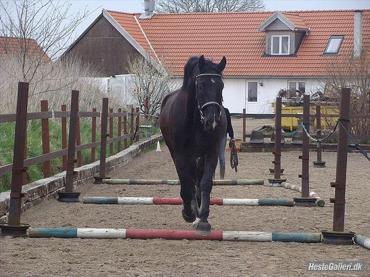 Oldenborg Q-Beec Bennedsgaard billede 3