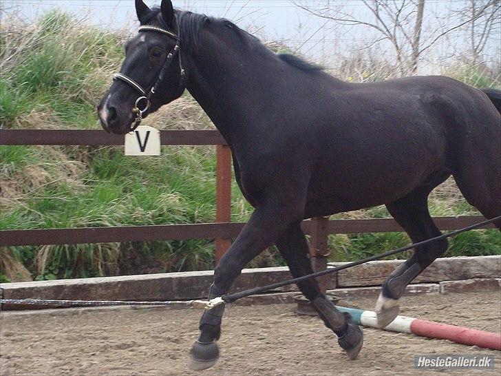 Oldenborg Q-Beec Bennedsgaard billede 2