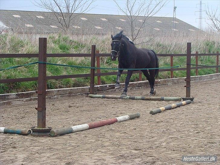 Oldenborg Q-Beec Bennedsgaard billede 8