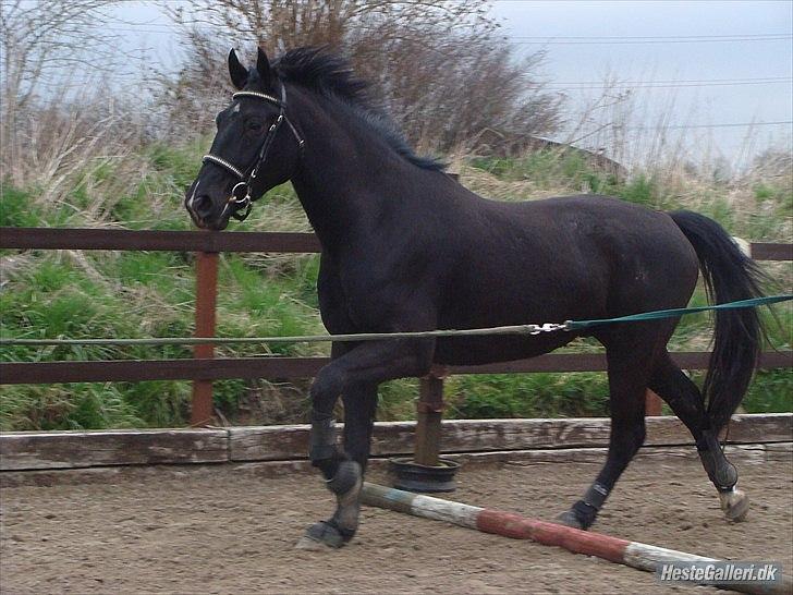 Oldenborg Q-Beec Bennedsgaard billede 4