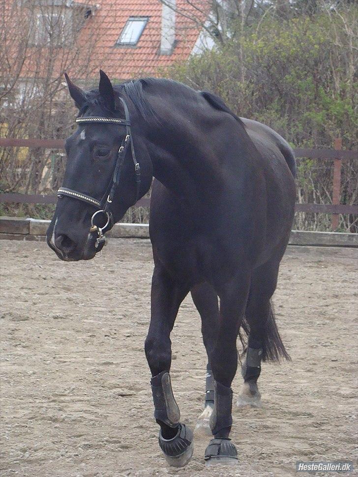 Oldenborg Q-Beec Bennedsgaard billede 1